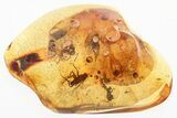 Two Fossil Scuttle Flies, Two Ants, and a Coprolite In Baltic Amber #330675-1